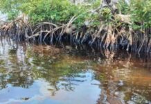 Déversements d’hydrocarbures dans la nature par Pérenco: le Ministère des Eaux et Forêts échange sur l’évolution des travaux avec ladite société