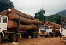 Eaux et forêts/Arraisonnement de grumiers : Ça sent du soufre dans le nord